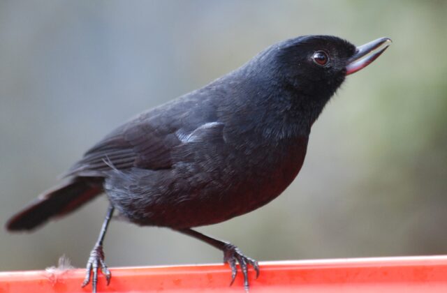 Glossy Flowerpiercer