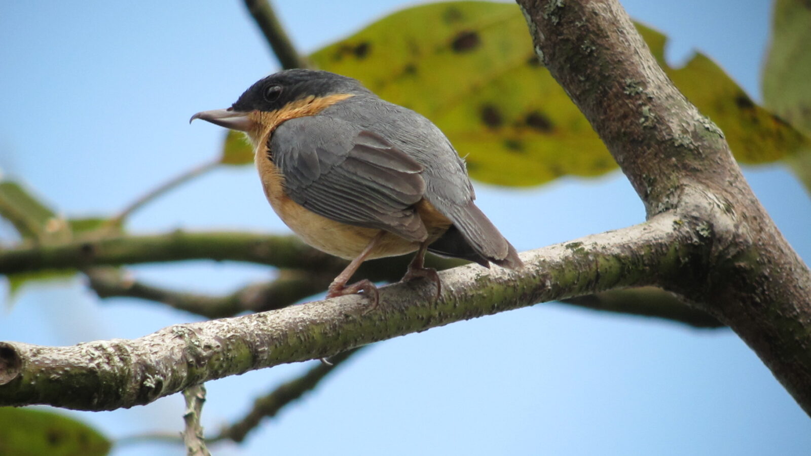 Rusty Flowerpiercer