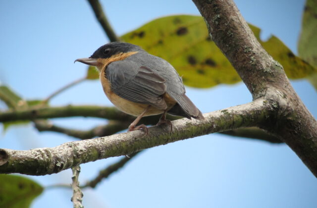 Rusty Flowerpiercer