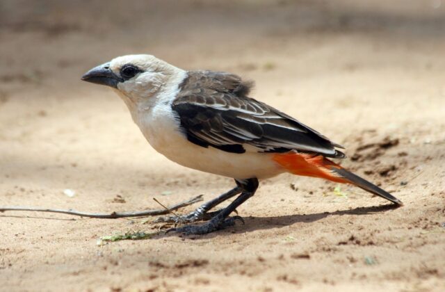 White-headed Buffalo Weaver