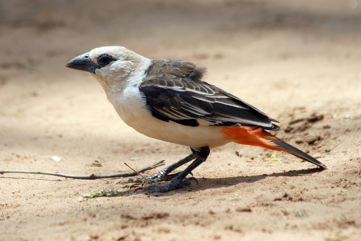 White-headed Buffalo Weaver