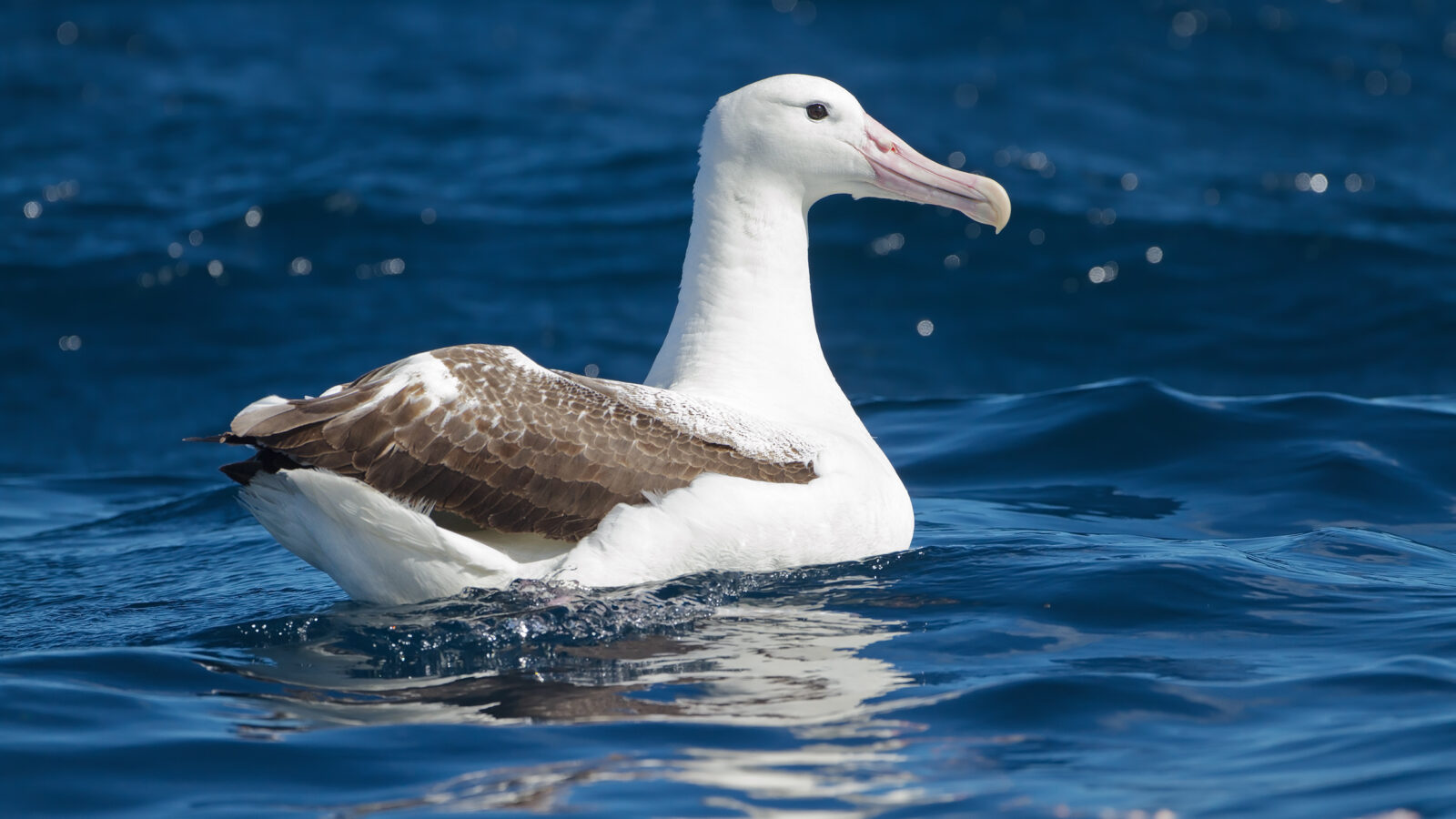Southern Royal Albatross