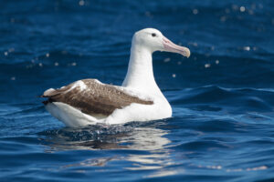 Southern Royal Albatross