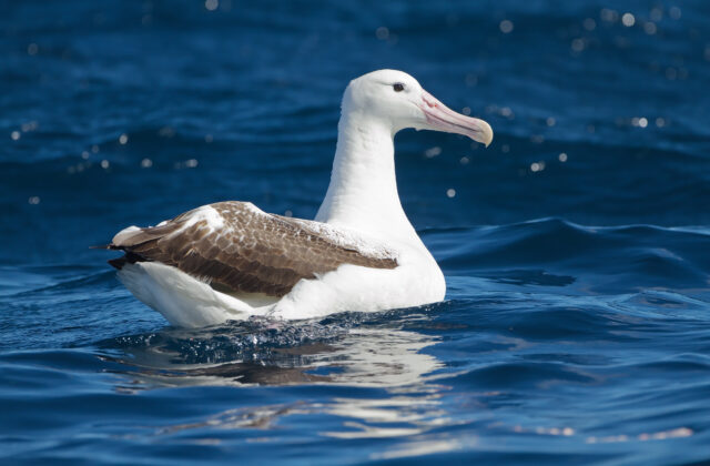 Southern Royal Albatross