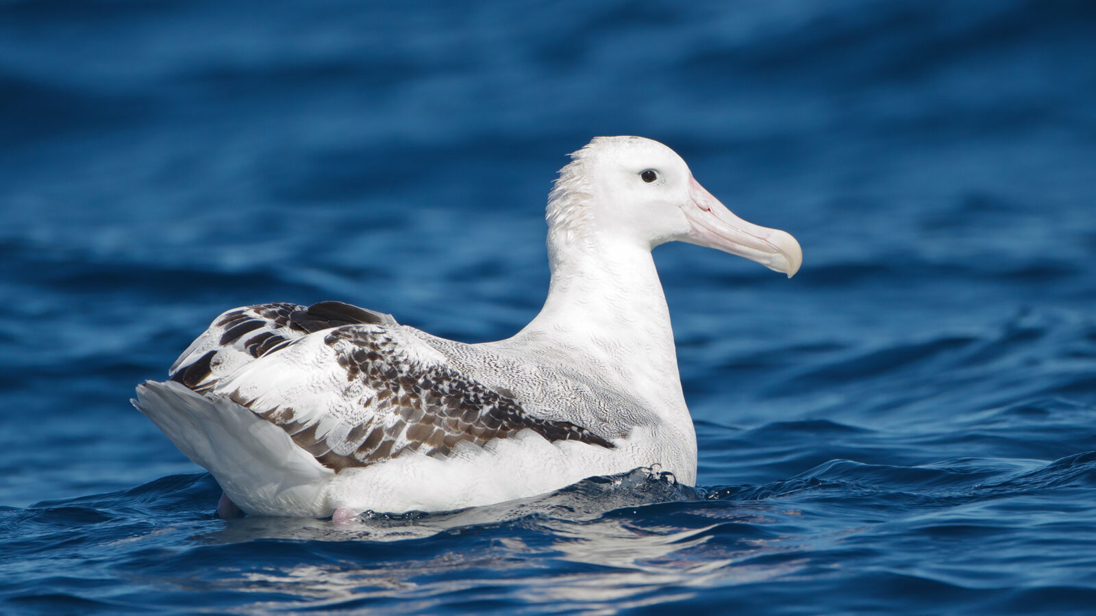 Snowy Albatross