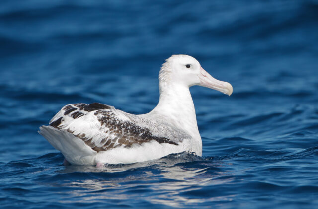 Snowy Albatross