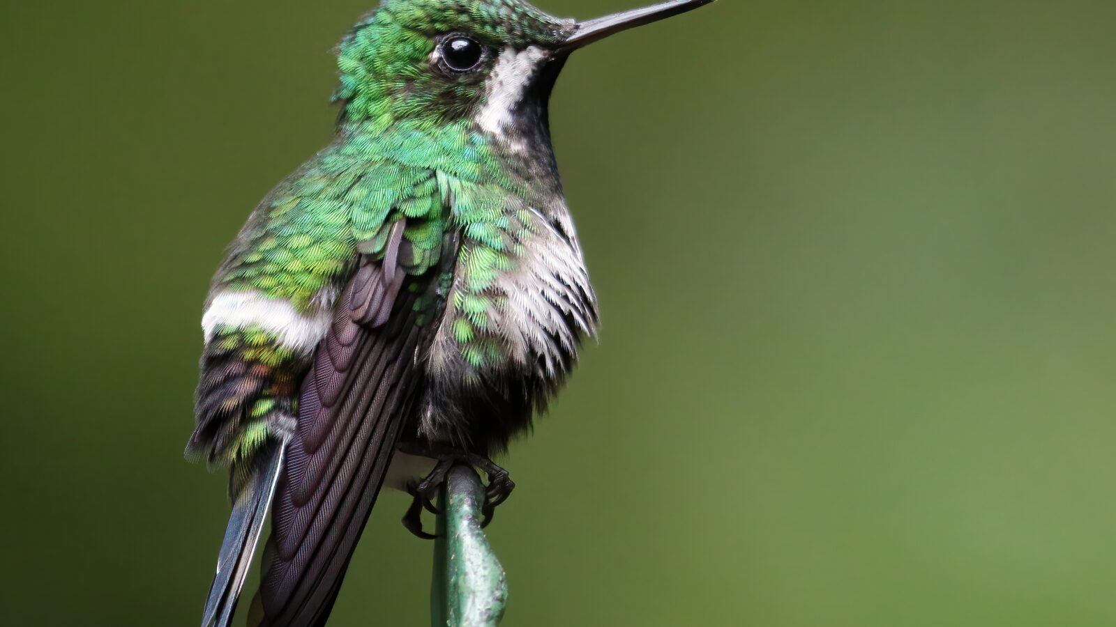 Green Thorntail