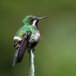 Green Thorntail