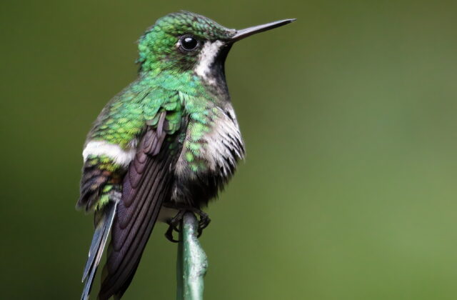Green Thorntail