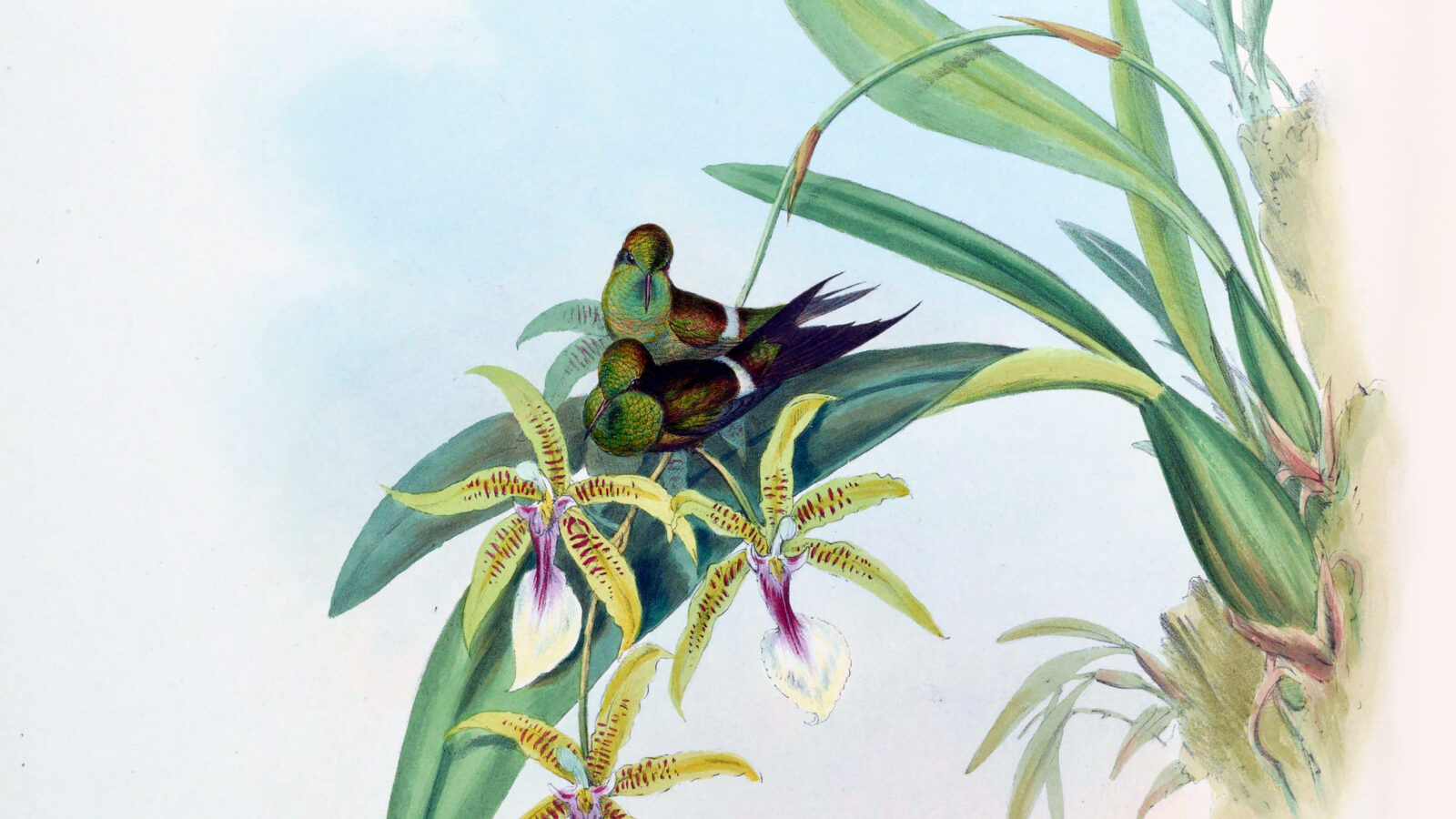 Letitia’s Thorntail
