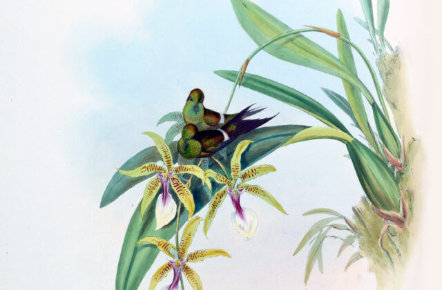Letitia’s Thorntail