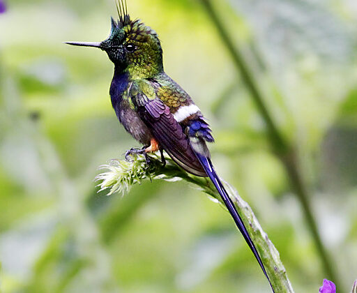 Wire-crested Thorntail