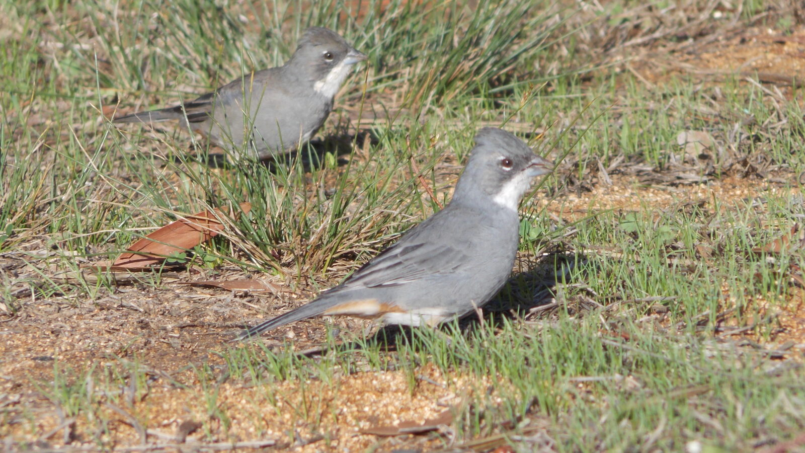 Diuca Finch