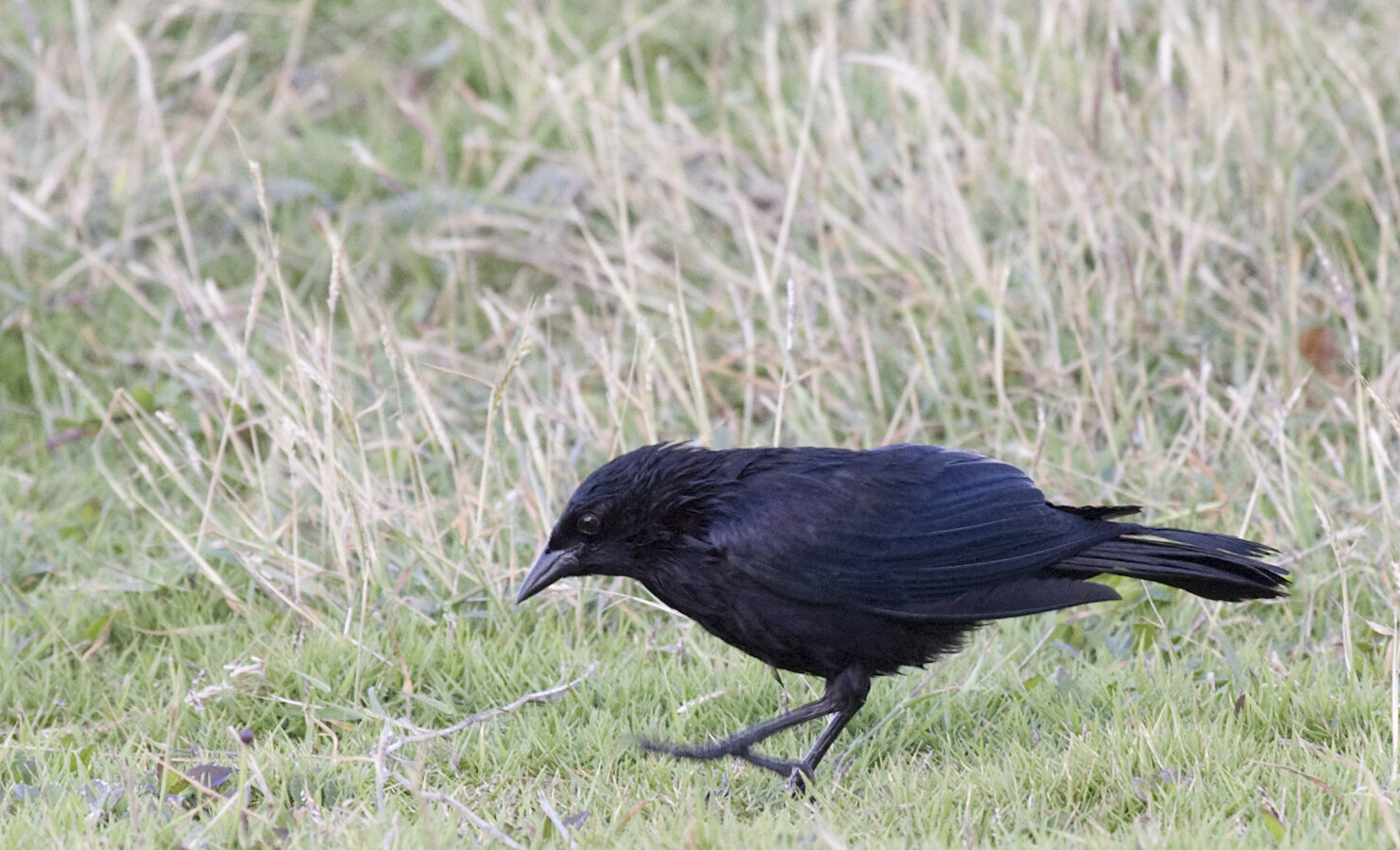 Cuban Blackbird
