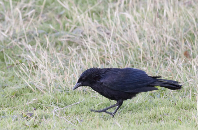 Cuban Blackbird