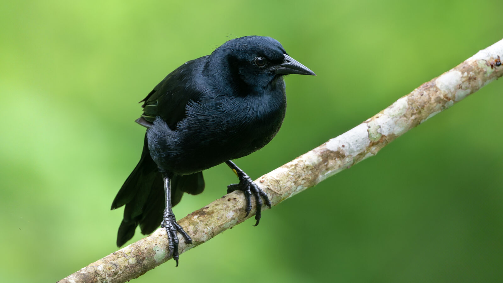 Melodious Blackbird