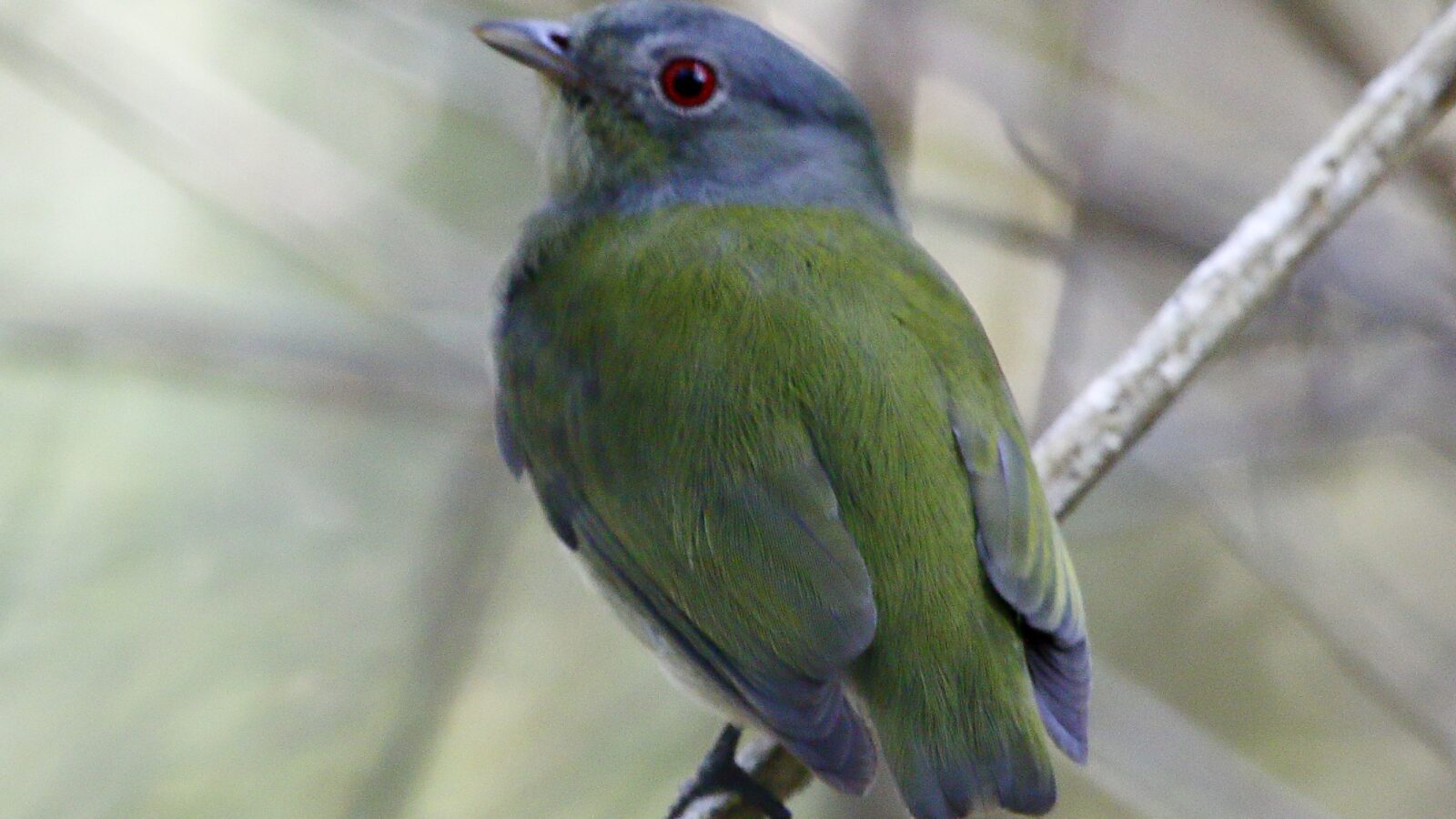 White-crowned Manakin