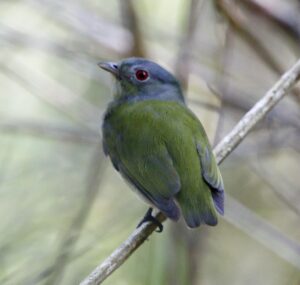 White-crowned Manakin