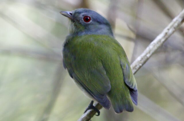 White-crowned Manakin