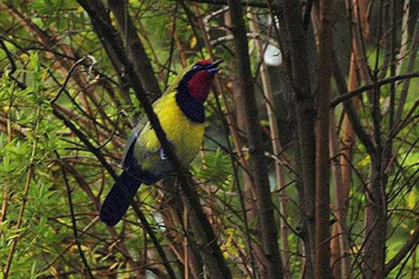 Doherty’s Bushshrike