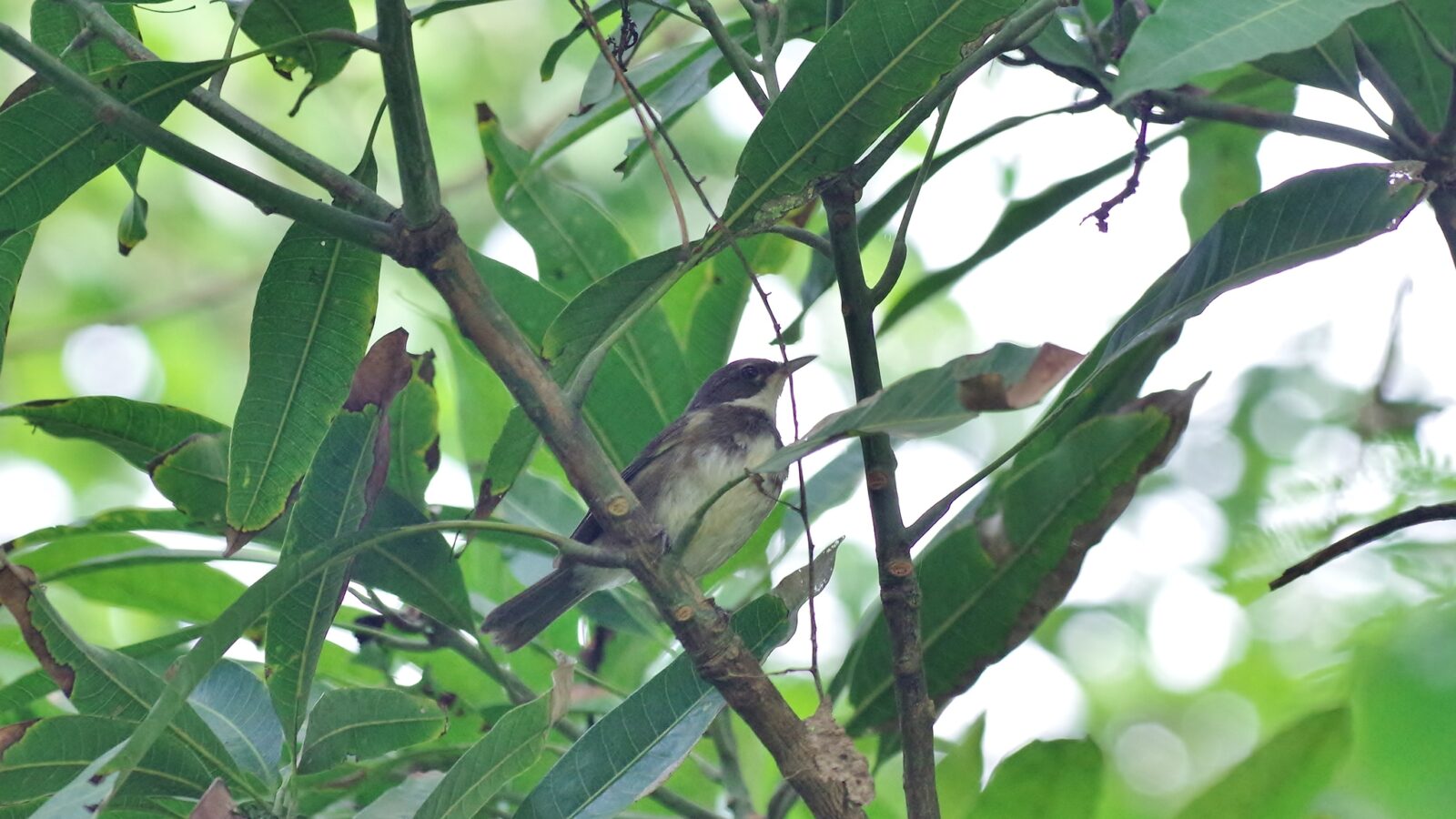Dohrn’s Warbler