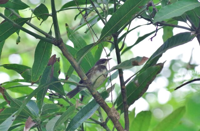 Dohrn’s Warbler
