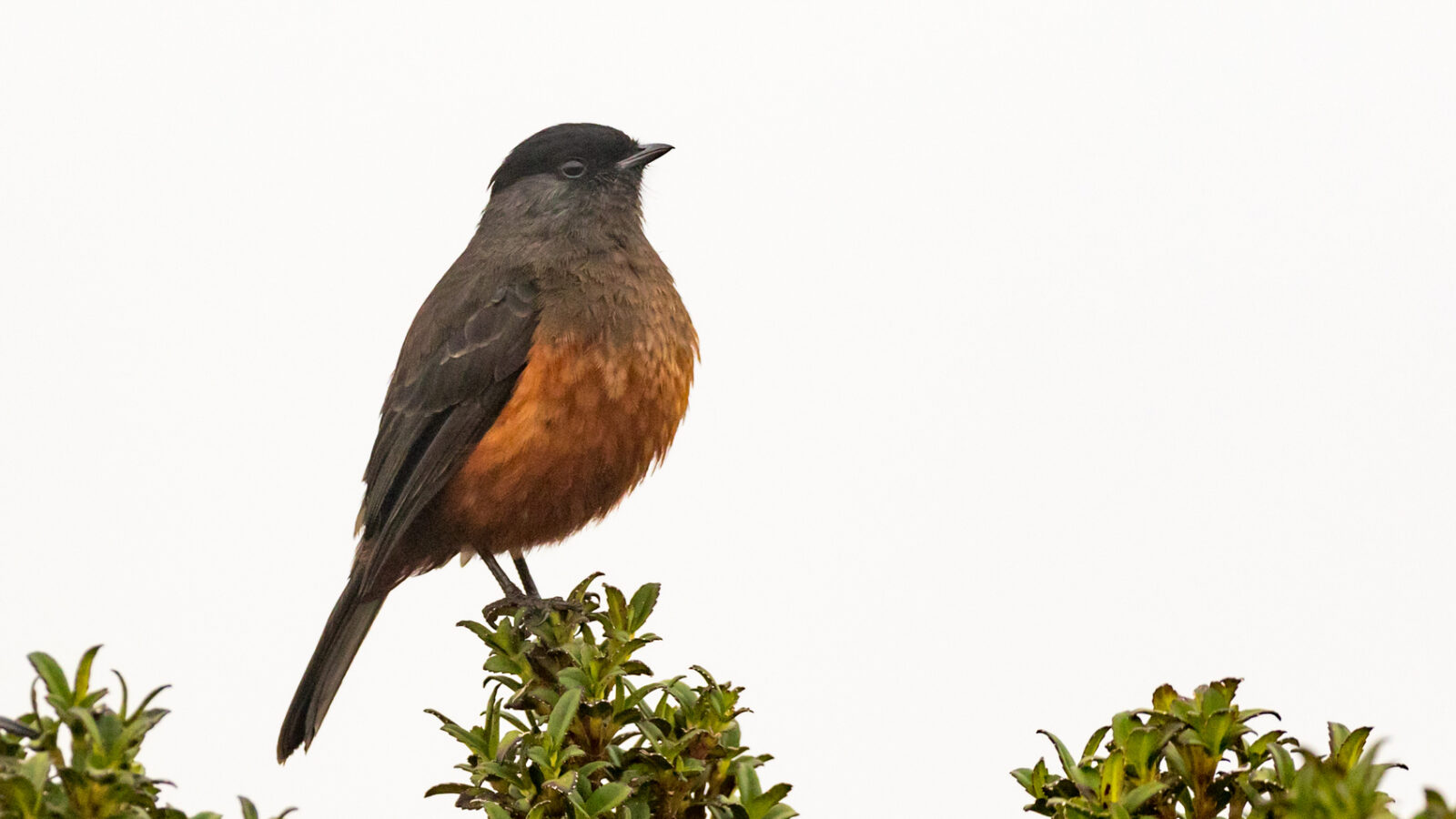 Chestnut-bellied Cotinga