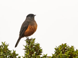 Chestnut-bellied Cotinga