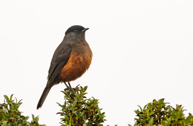 Chestnut-bellied Cotinga