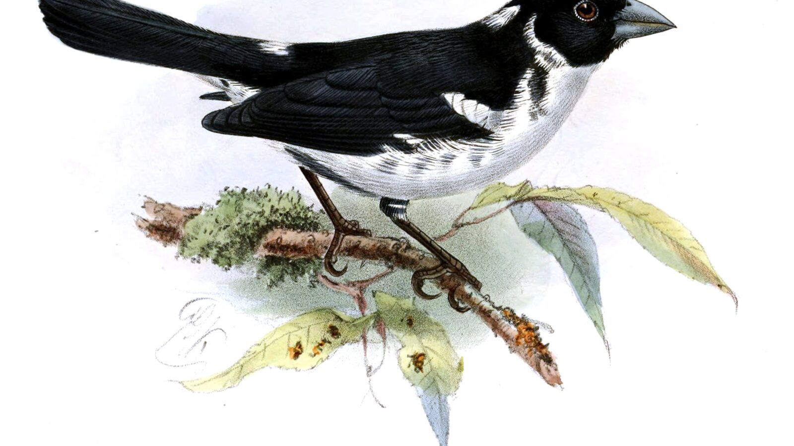 White-naped Seedeater