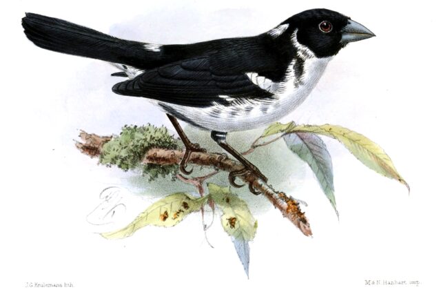 White-naped Seedeater