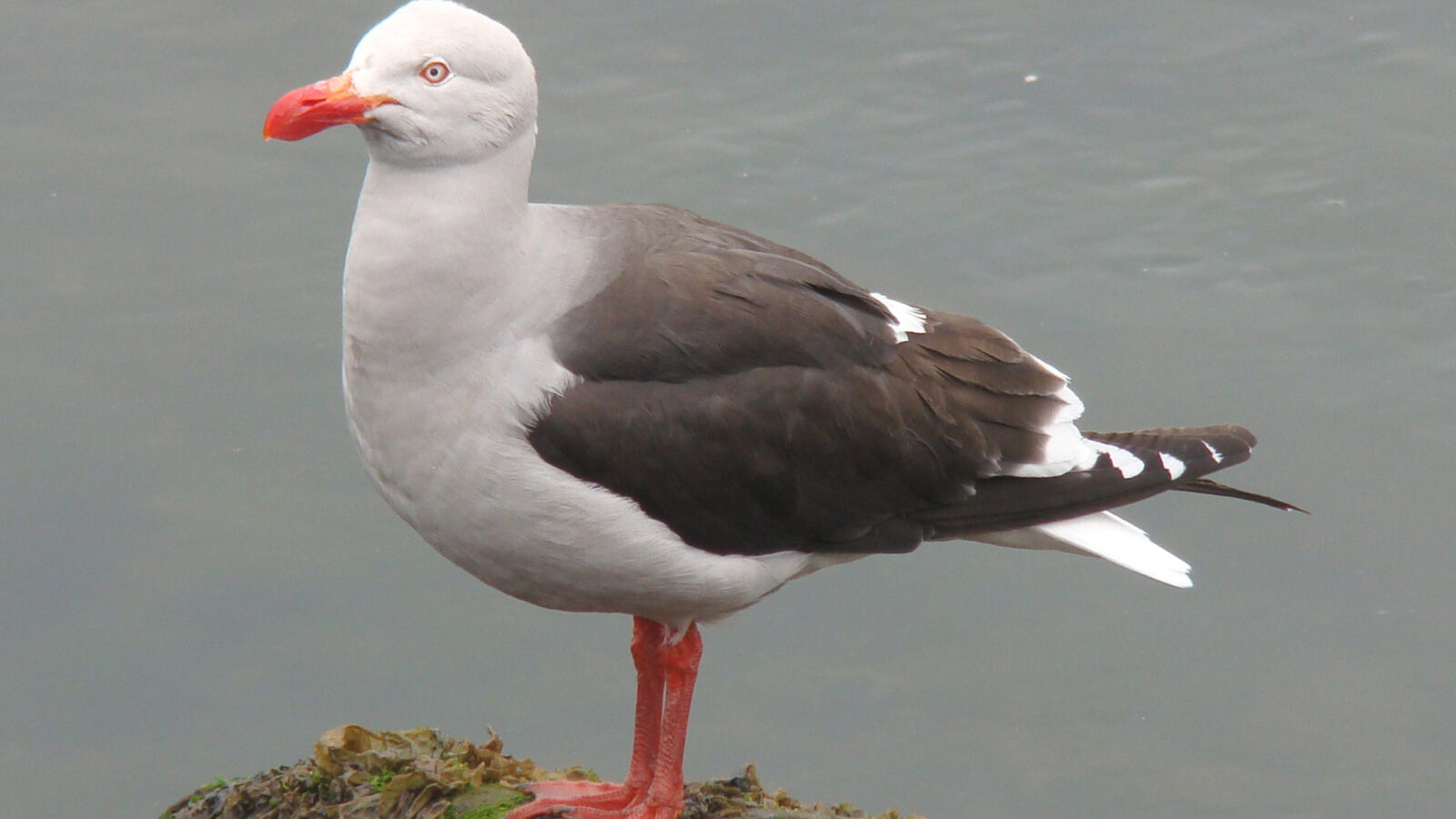 Dolphin Gull