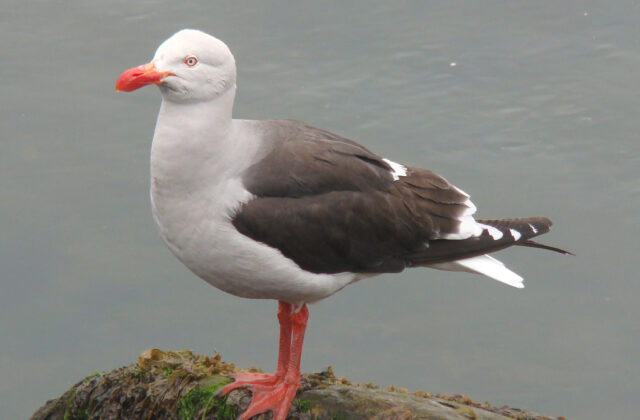 Dolphin Gull