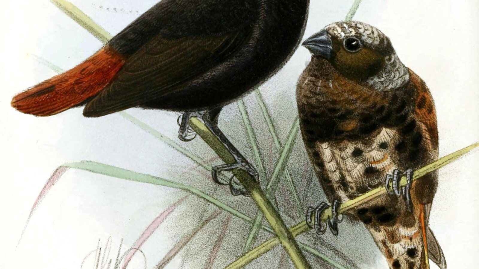 Mottled Mannikin
