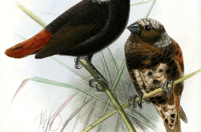 Mottled Mannikin
