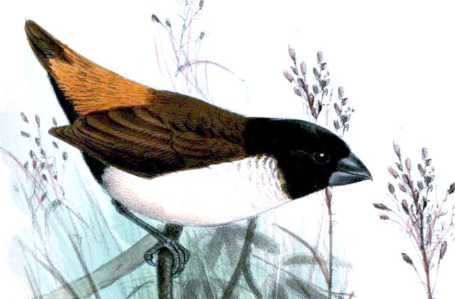 Hooded Mannikin