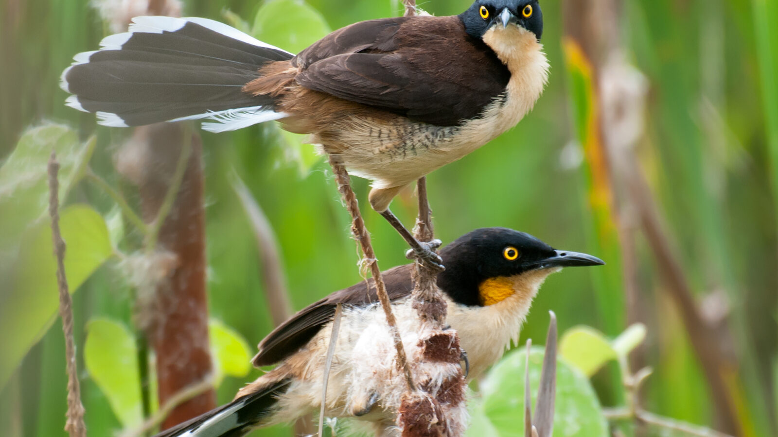 Black-capped Donacobius