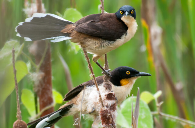 Black-capped Donacobius