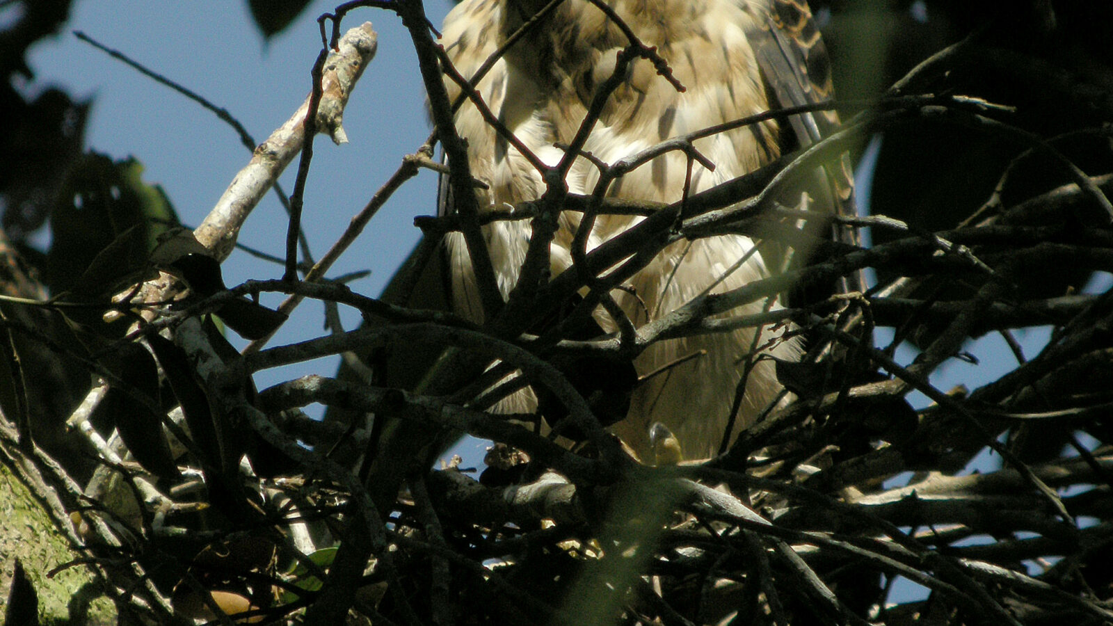 Doria’s Hawk