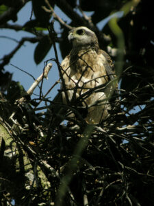 Doria’s Hawk