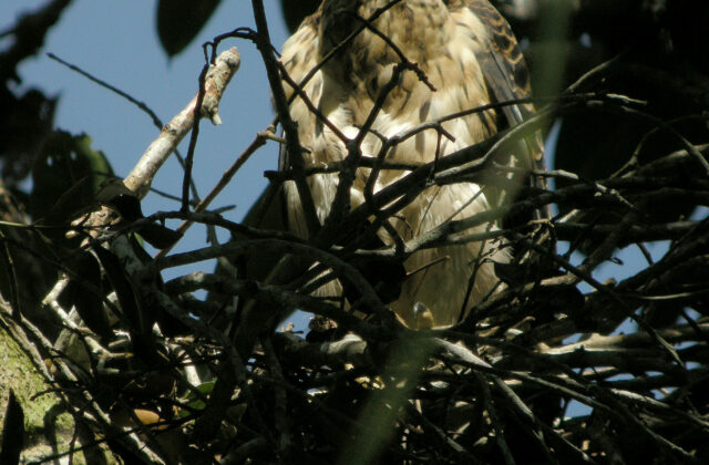 Doria’s Hawk