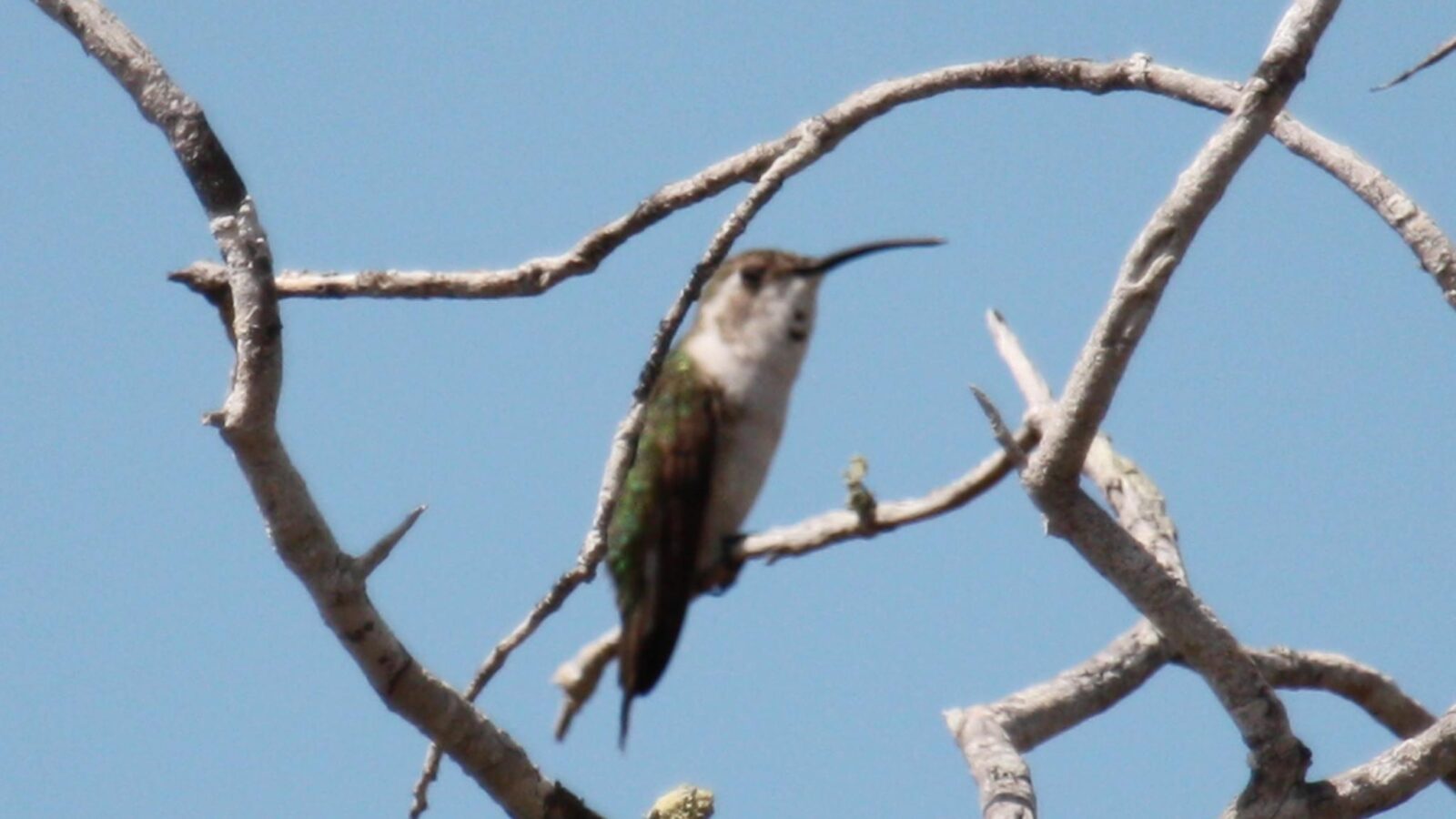 Mexican Sheartail