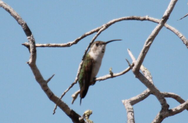 Mexican Sheartail