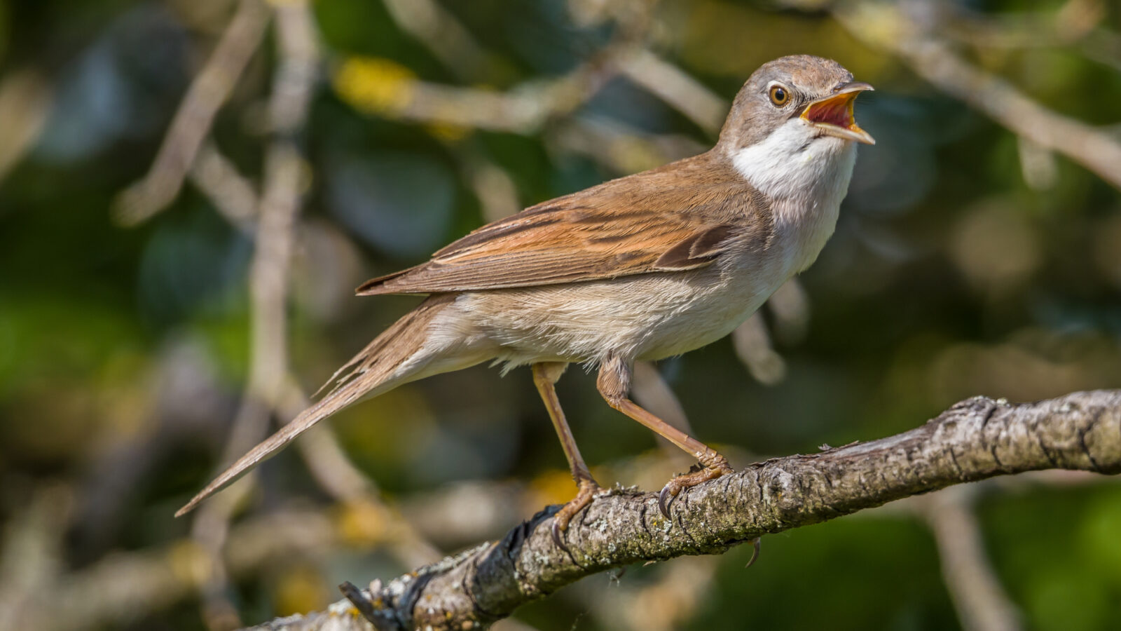 Common Whitethroat