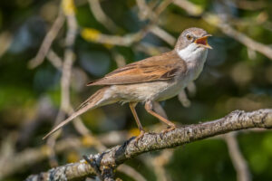 Common Whitethroat