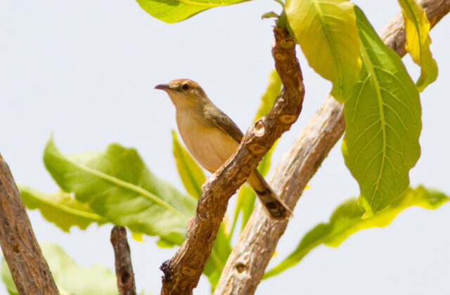Dorst’s Cisticola