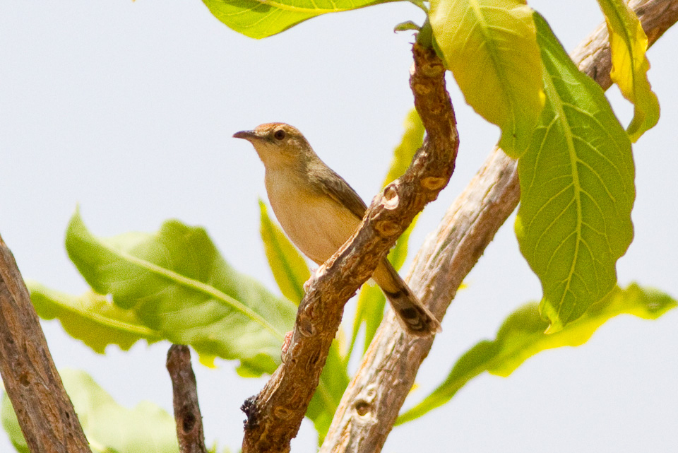 Dorst’s Cisticola