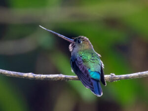 Green-fronted Lancebill