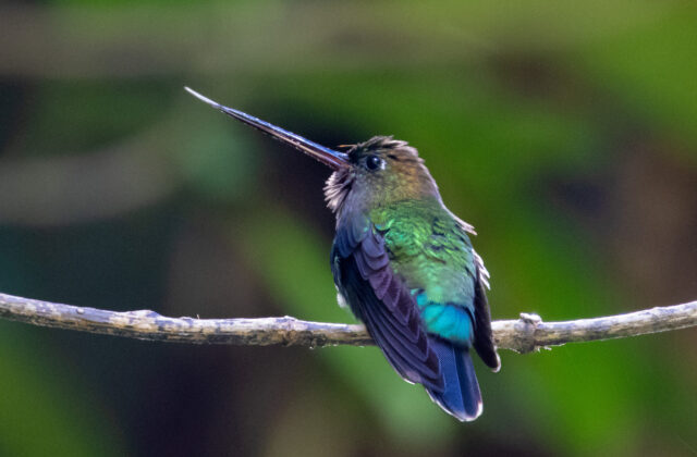 Green-fronted Lancebill