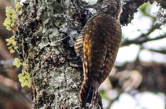 Dot-fronted Woodpecker
